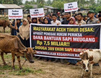 Aparat Penegak Hukum Jangan Tutup Mata Periksa dan Usut Dana Sapi Bantuan Presiden Prabowo di Aceh Timur