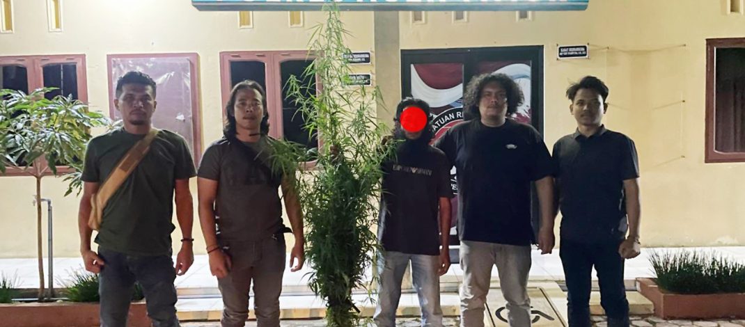 Polres Aceh Timur Berhasil Ungkap Kebun Ganja di Peureulak